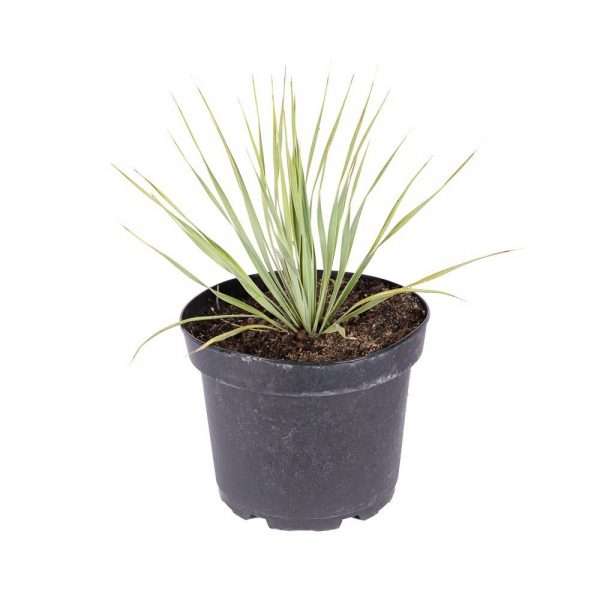 Yucca Rostrata