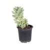 Sedum Clavatum
